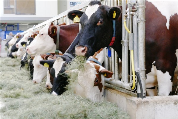 TÜİK- Ticari süt işletmelerince 982 bin 322 ton inek sütü toplandı